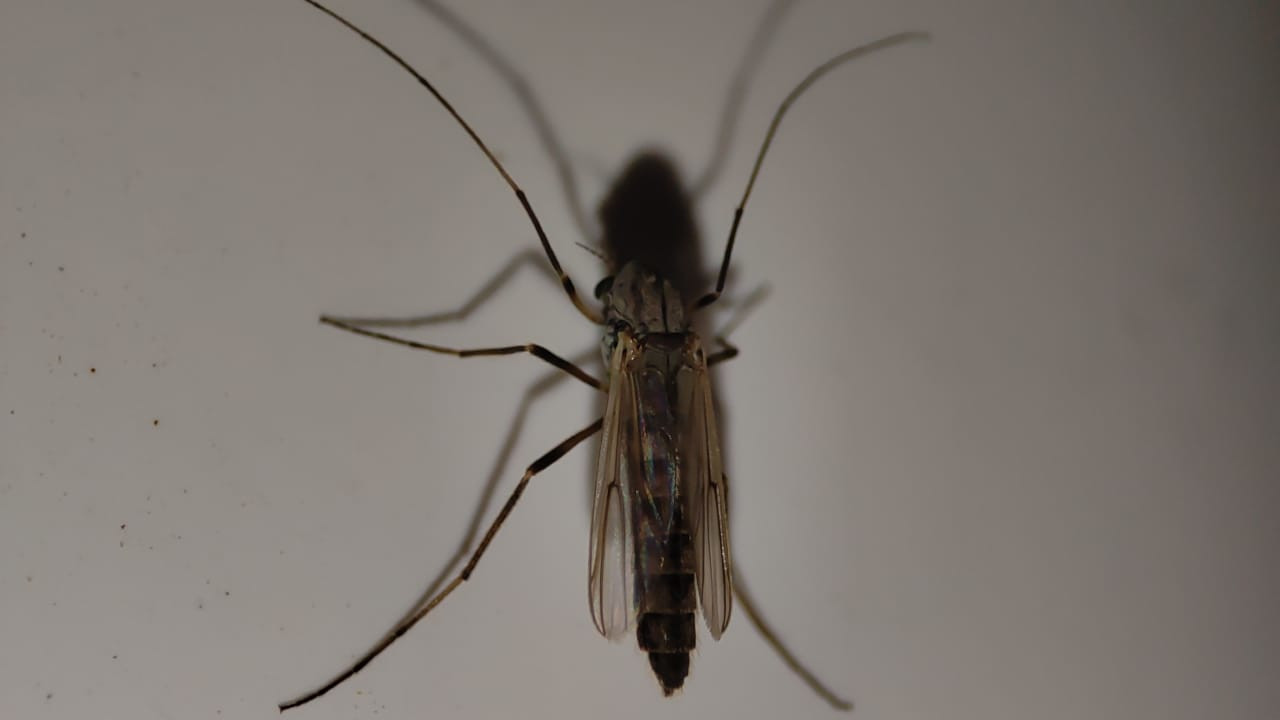 Обработка от клещей и комаров 10-15 соток цена в Мытищах, Королеве, Люберцах