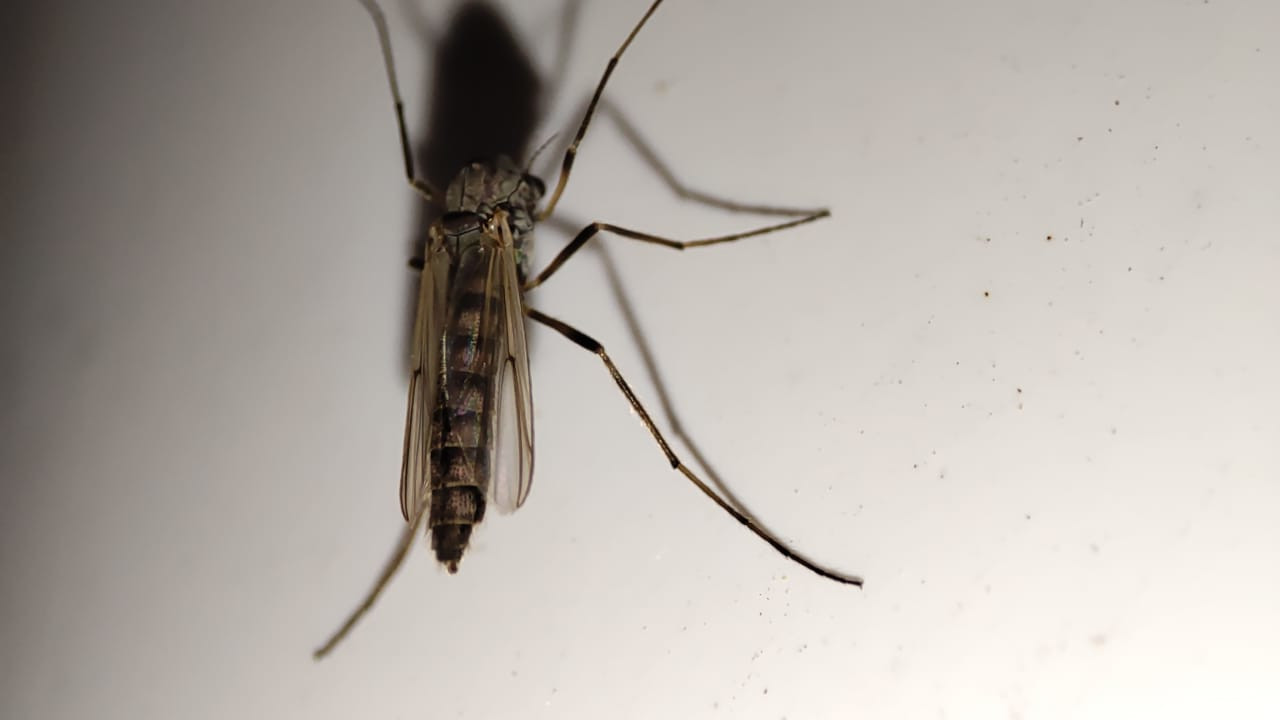 Уничтожение комаров в Балаково