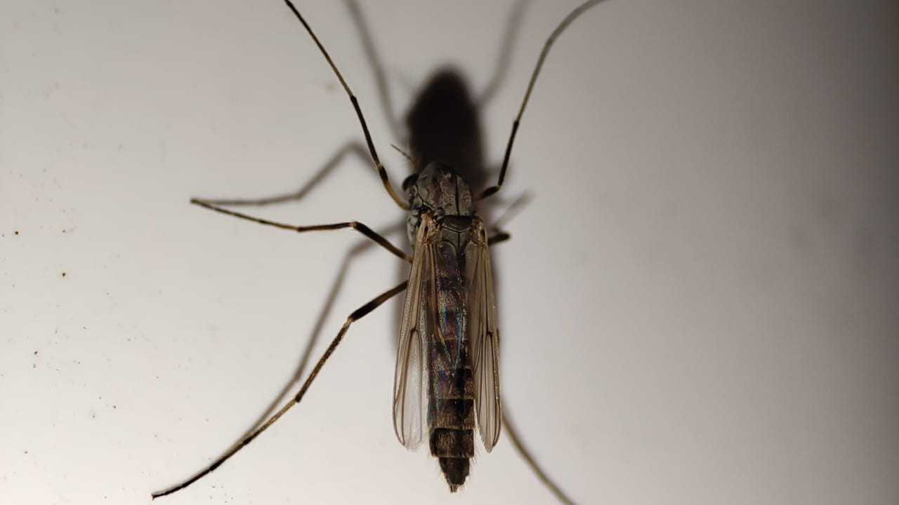 Обработка от клещей и комаров 50-60 соток цена в Серпухове, Долгопрудном, Раменском