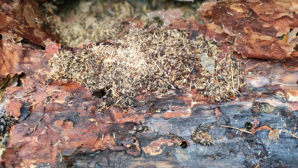 Уничтожение жука-точильщика и усача, короеда в Щелково и Черноголовке в деревянном доме