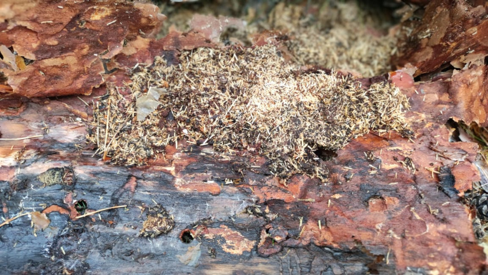 следы от жука короеда и усача в Московской области