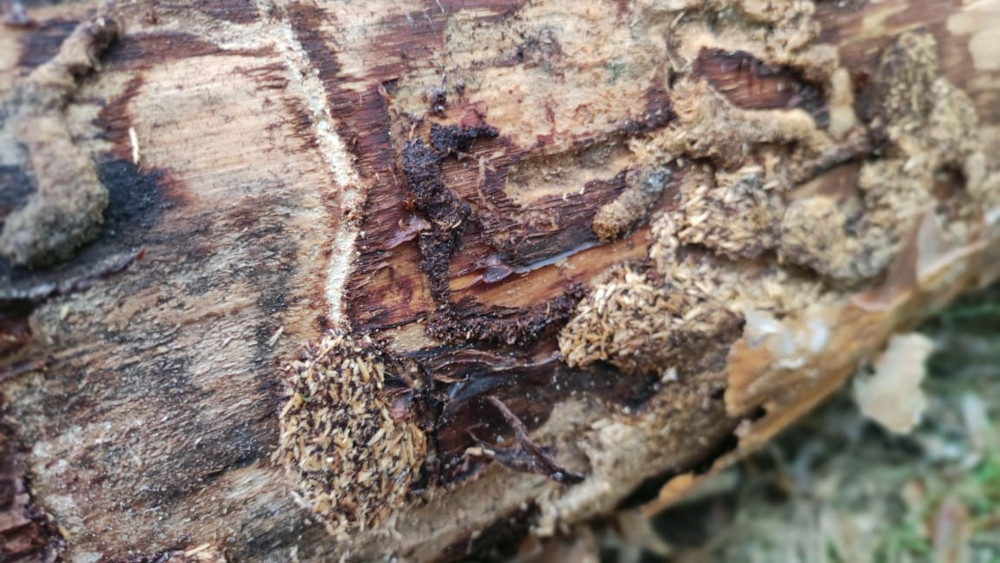 Следы уничтожение дерева жуком усачем в Московской области