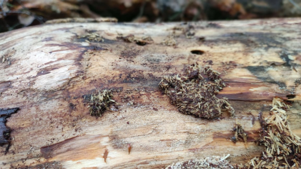 Отверстия в деревьях после жука точильщика в Московской области