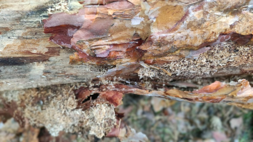 Уничтожение жука короеда и личинок в деревьях в Ступино