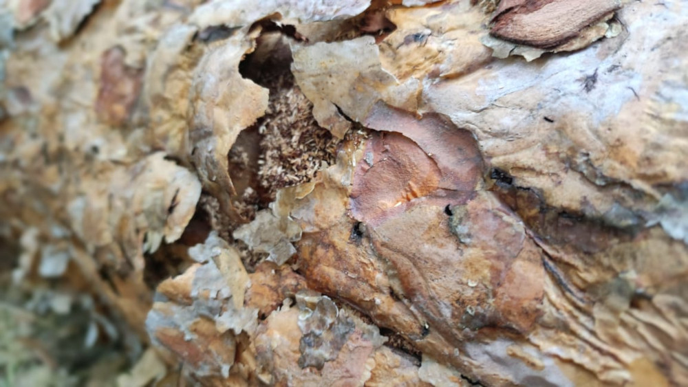 Уничтожение жука короеда и личинок в деревьях в Ступино недорого по цене мастера