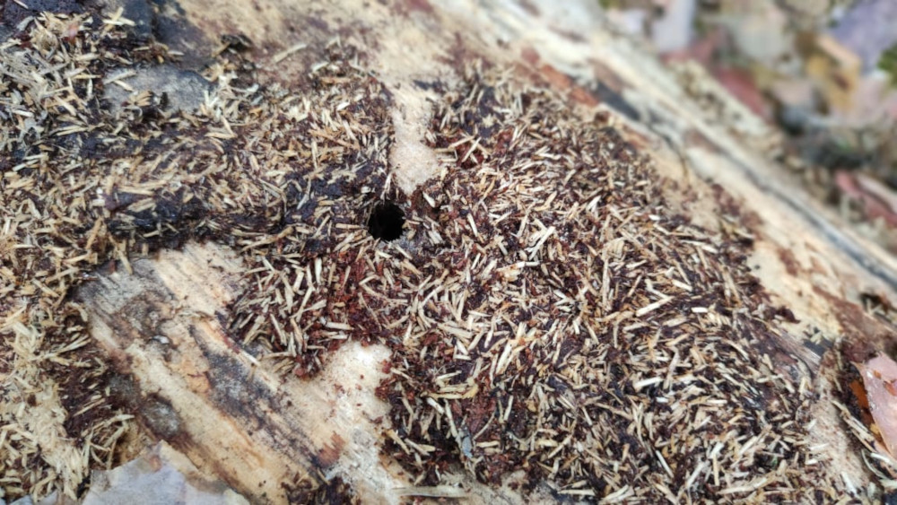 Уничтожение жука-точильщика и усача, короеда в Щелково и Черноголовке в деревянном доме фосфином на дачном участке