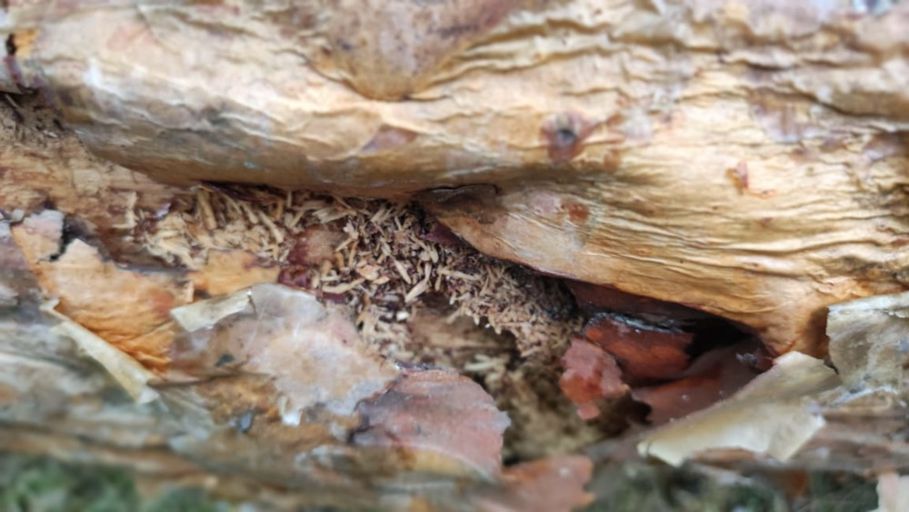 Обработка от елового короеда в Озёрах - борьба с жуками эффективными средствами