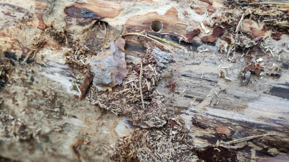 Уничтожение жука усача, точильщика, короеда в Одинцово и Краснознаменске в деревянном доме - избавиться от насекомых