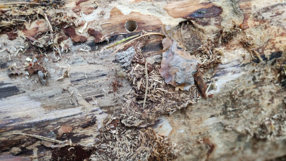 Дерево после заражения жуком короедом в г. Обнинкс