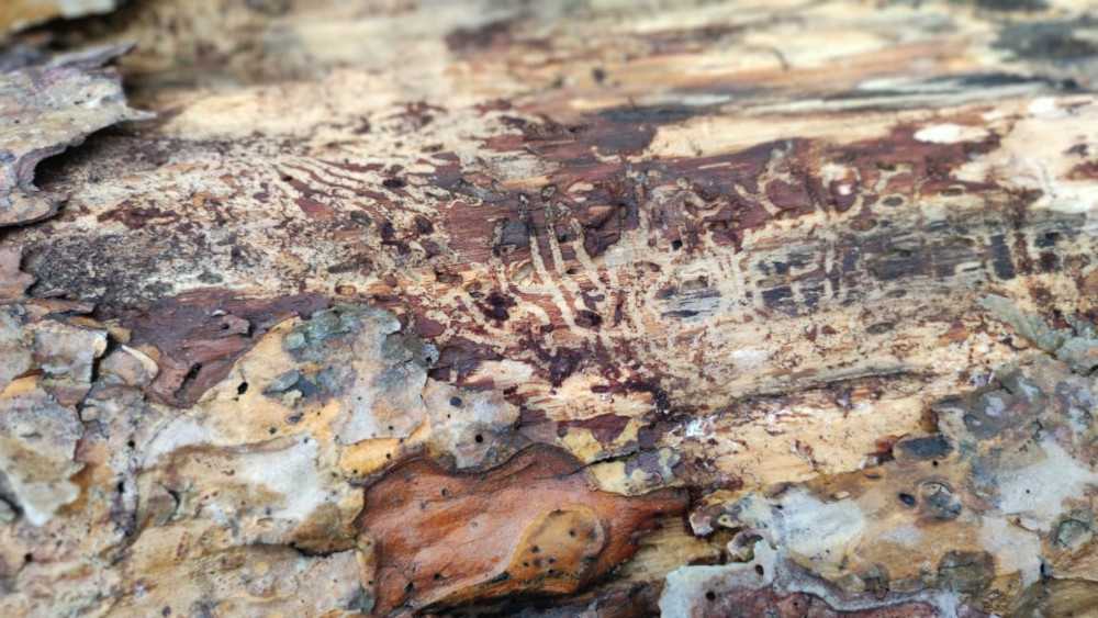 Уничтоженное короедом и жуком усачем дерево в Бронницах