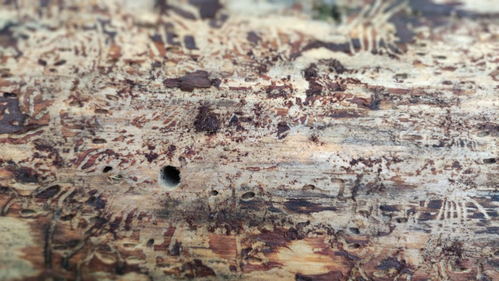 Обработка деревьев от короеда и их личинок в Востряково