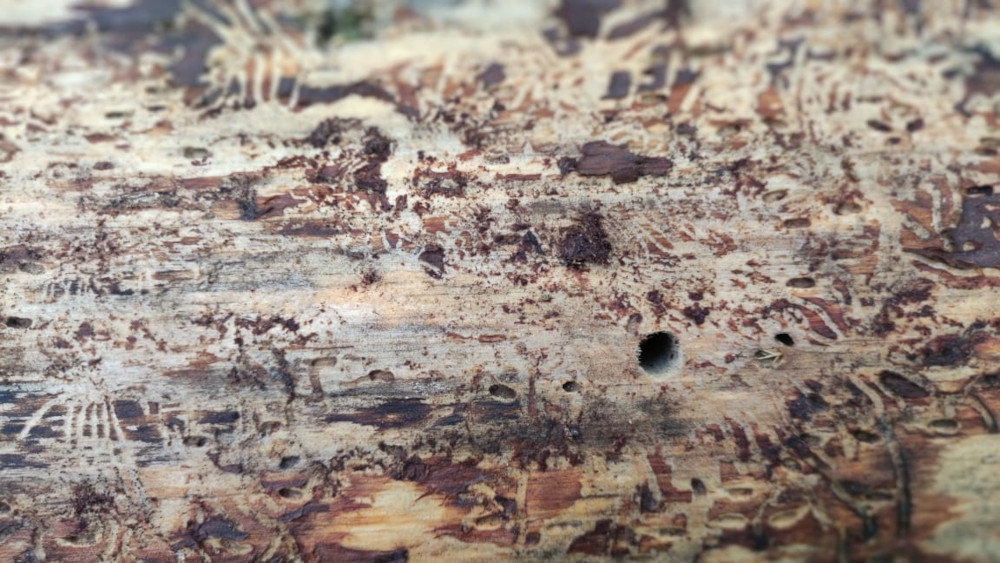 Зараженное жуком короедом и точильщиком дерево в Воскресенске