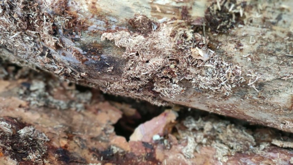 Обработка деревьев от короеда и их личинок в Востряково по цене дезинсектора