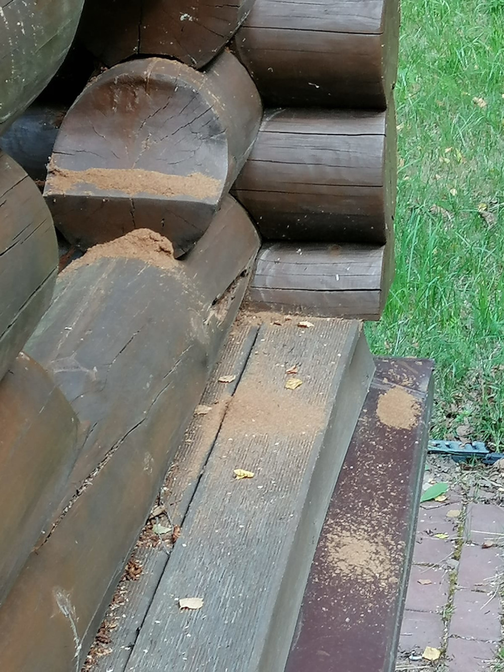 Как избавиться от короеда, жука усача и точильщика в Домодедово и г. Видное - уничтожение насекомых в деревянном доме