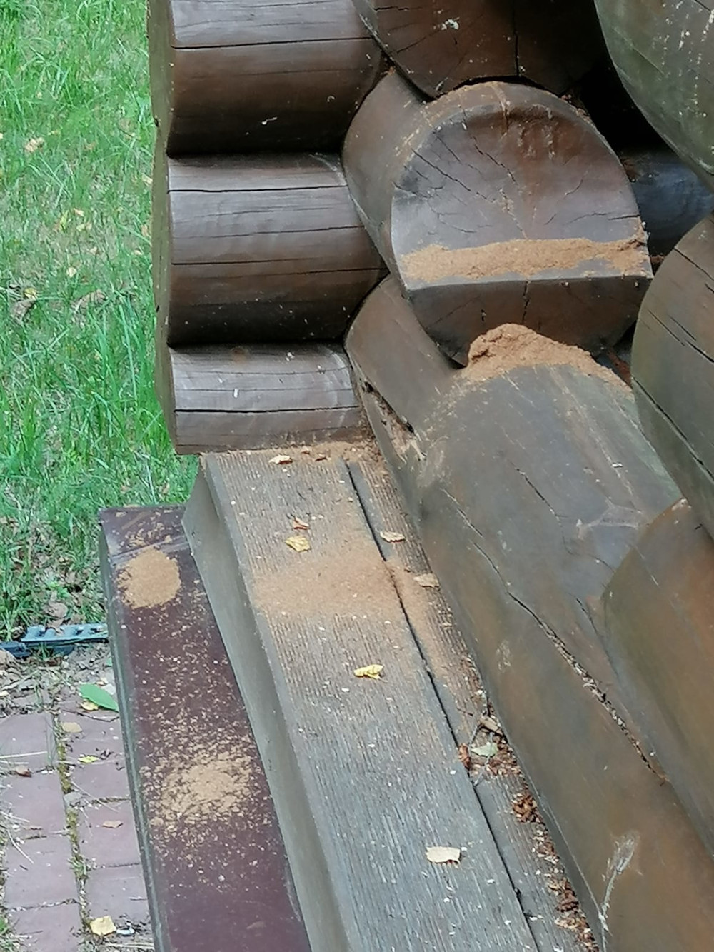 Как избавиться от короеда, жука-точильщика и усача в Люберцах и Жуковском - уничтожение в деревянном доме