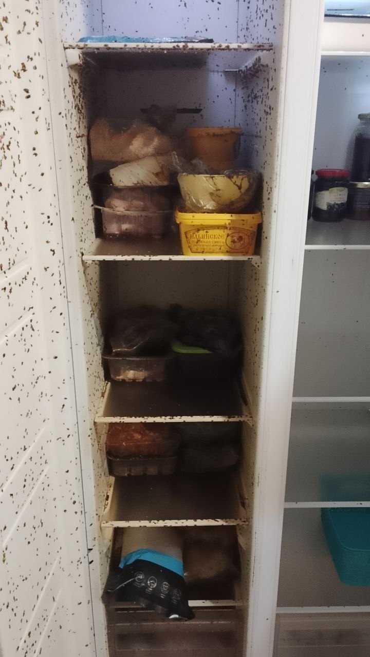 Признаки кожееда в квартире