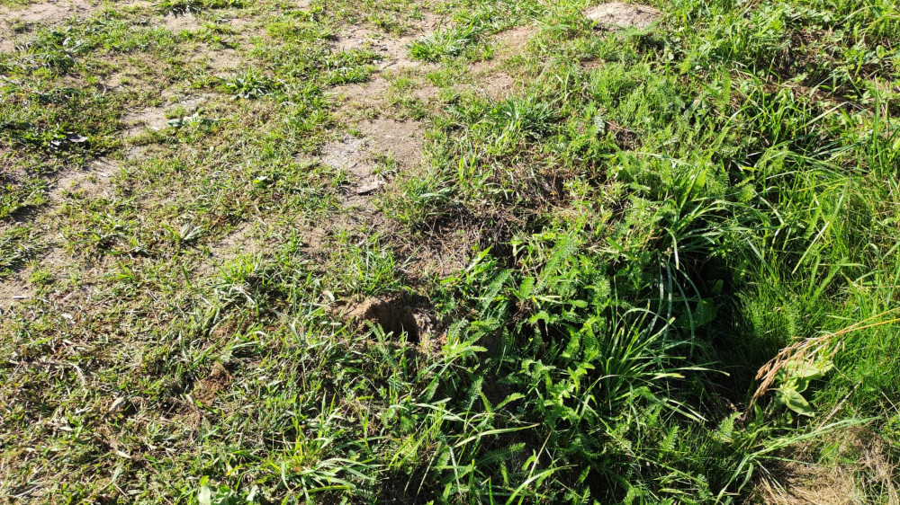 Уничтожение кротов в Мытищах - как вывести крота на участке в огороде