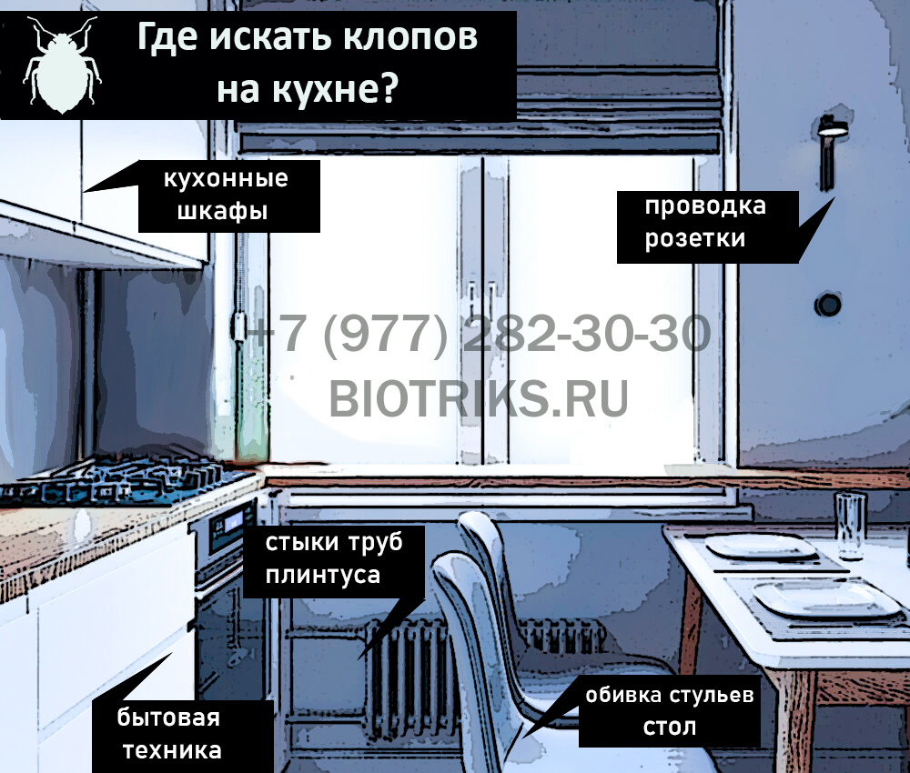 Где искать постельных и домашних клопов на кухне в квартире в Сепухове?