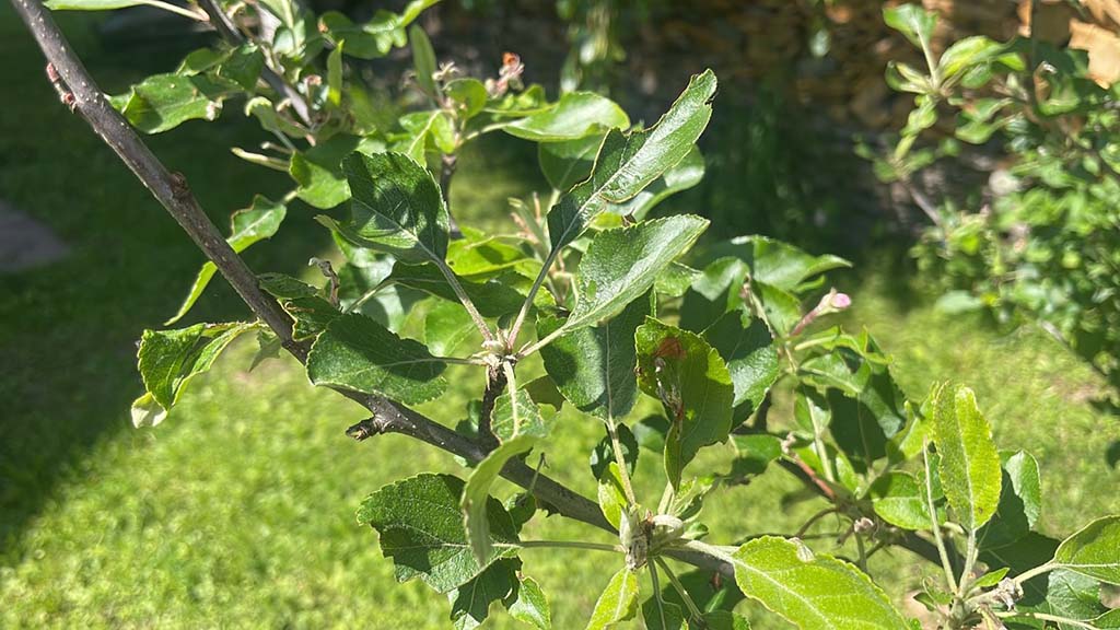 Как бороться с монилиозом груши, сливы, яблони, персика в Дмитрове, Сергиевом Посаде, Александрове?