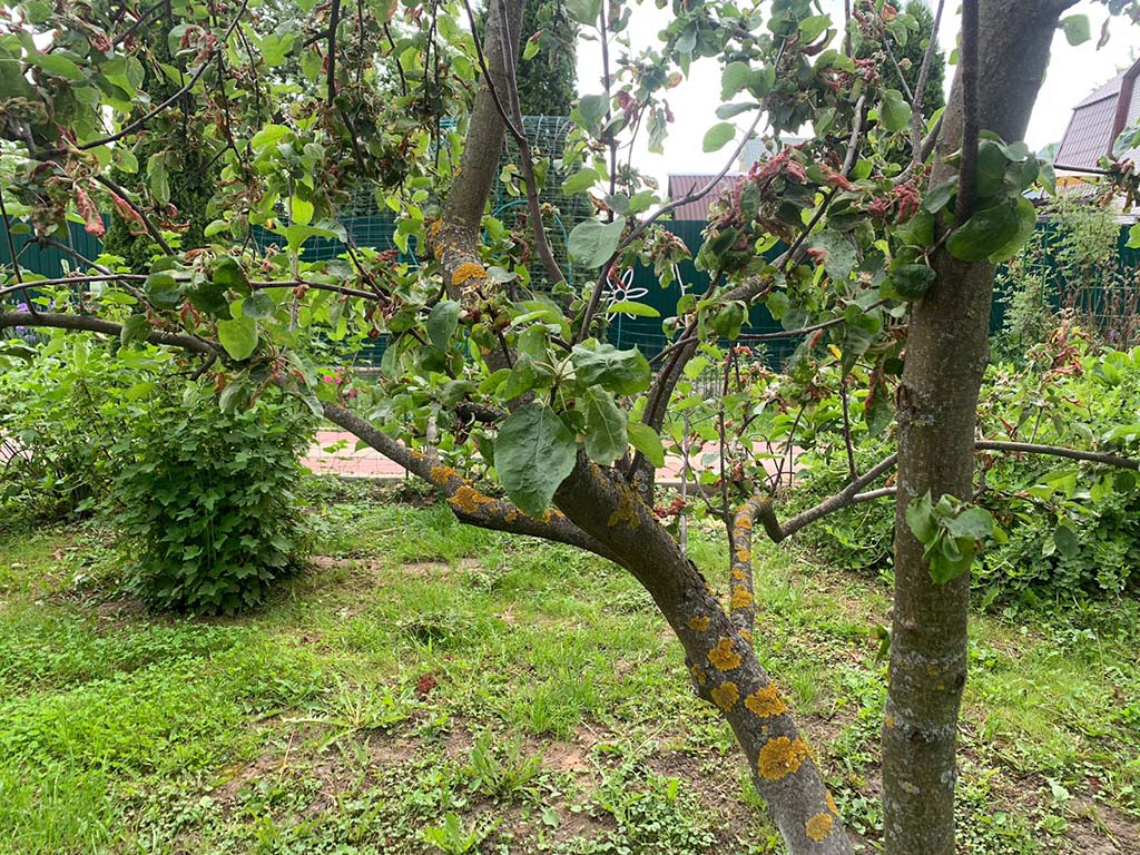 Какие симптомы монилиоза у плодовых деревьев - вишни, абрикоса, яблони в Раменском и Бронницах?