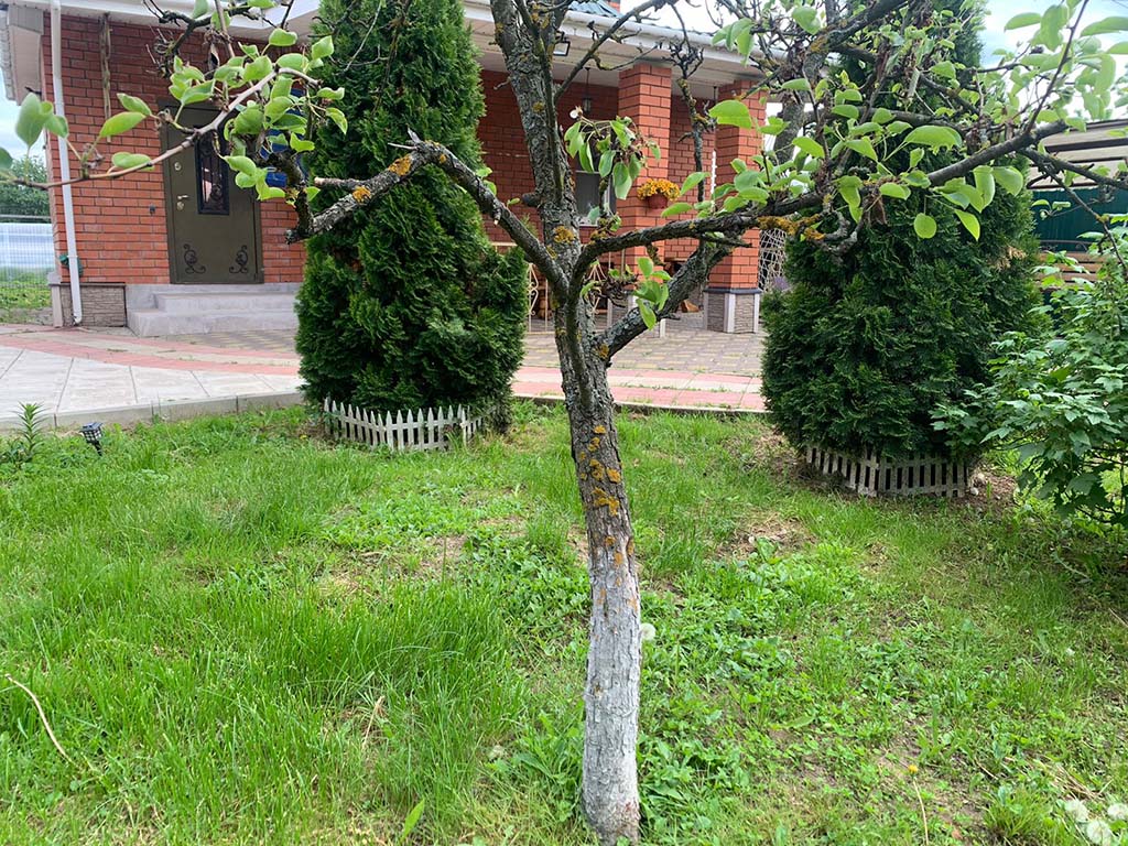 Лечение монилиоза у деревьев в Дмитрове, Сергиевом Посаде, Александрове