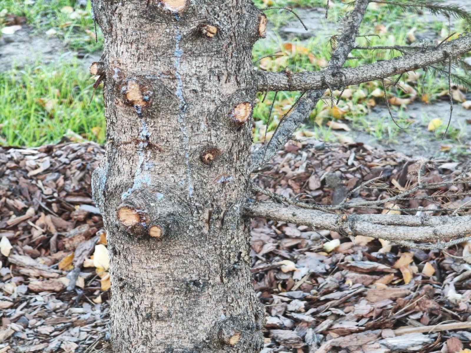 Удаление опасных ветвей рядом с домом