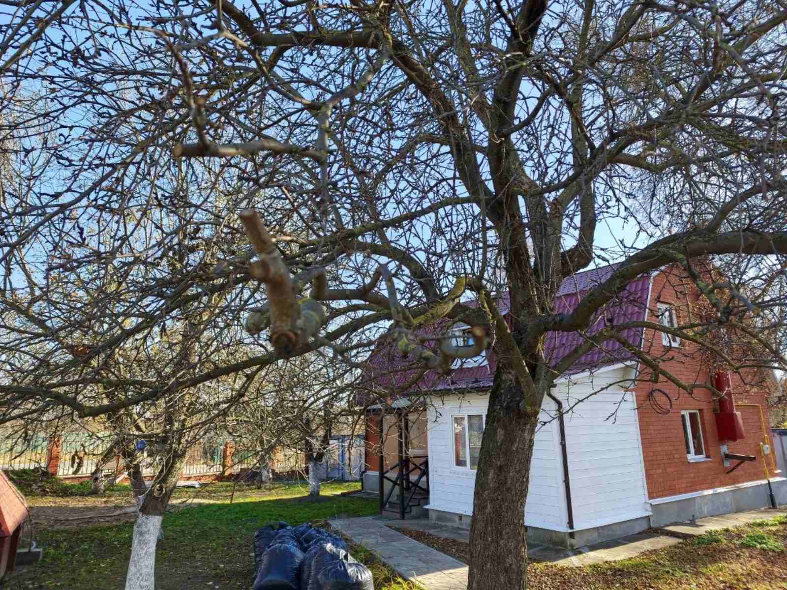 Обрезка и лечение старых деревьев в Клину