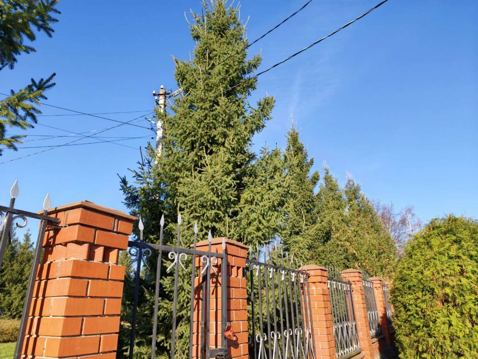 Прайс-лист на обрезку и лечение старых деревьев в Солнечногорске — цены от