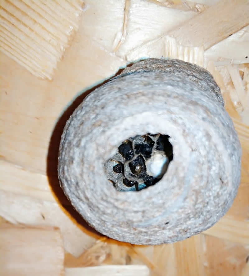 Самостоятельно убрать осиное гнездо или вызвать СЭС Биотрикс в Московской области