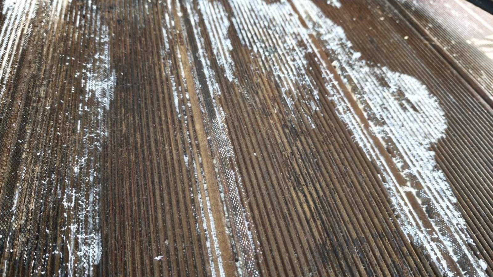 Что такое белая и рыжая плесень