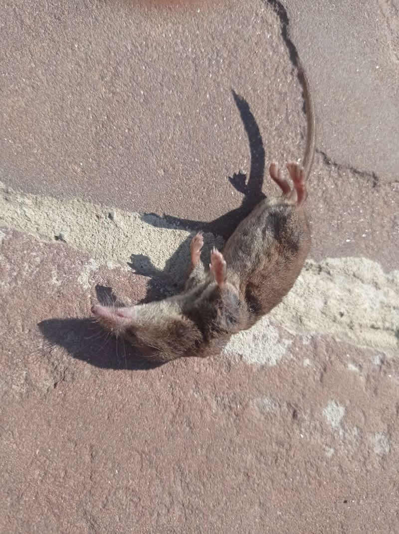 Дохлая крыса после дератизации в Москве