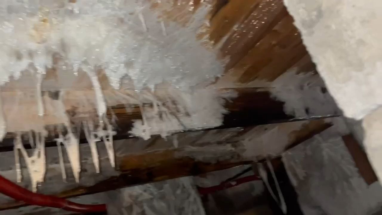 Что такое серпула плачущая