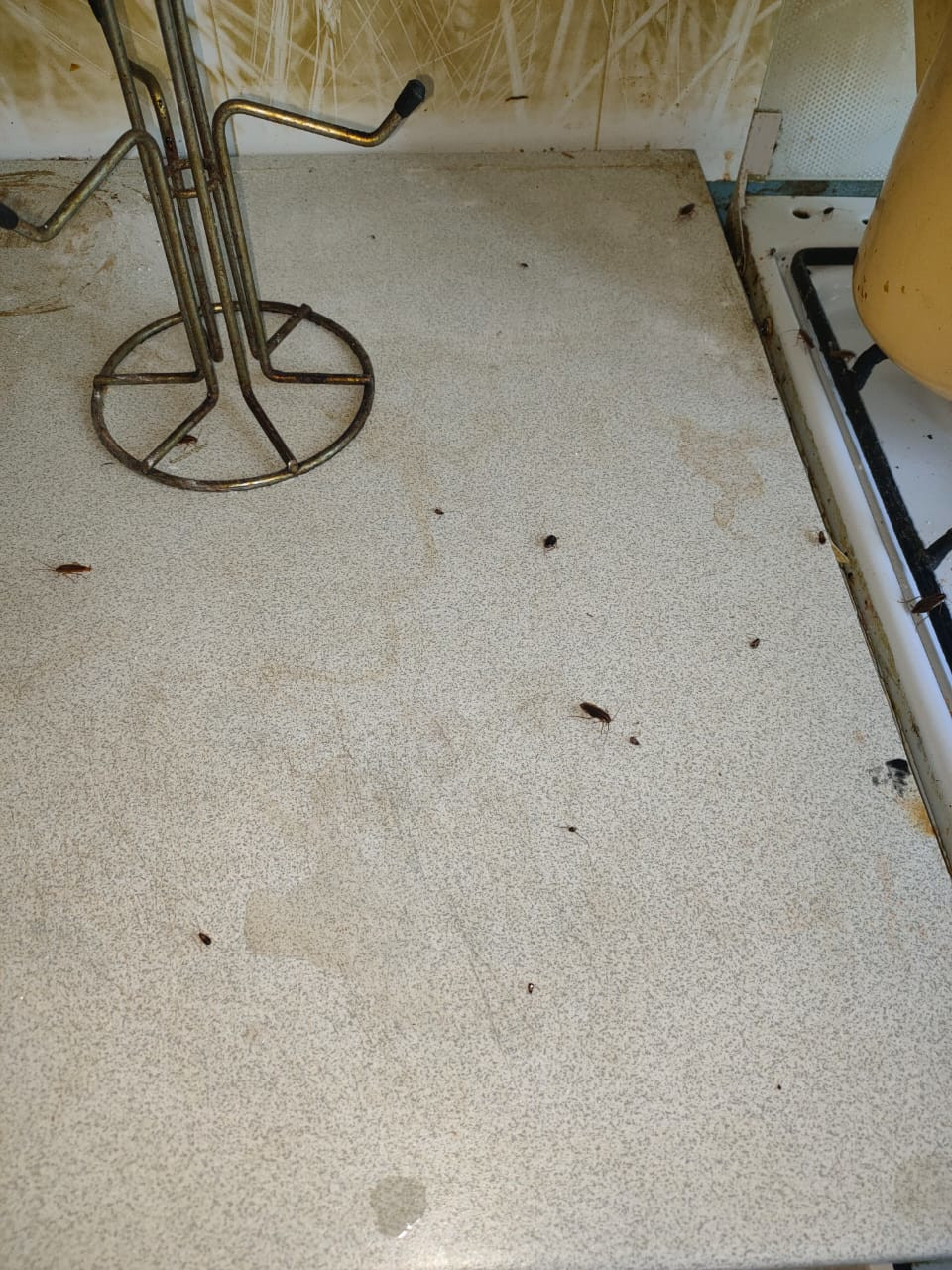 Уничтожение тараканов в г. Жуковский c обработкой квартир и домов после травли химикатами
