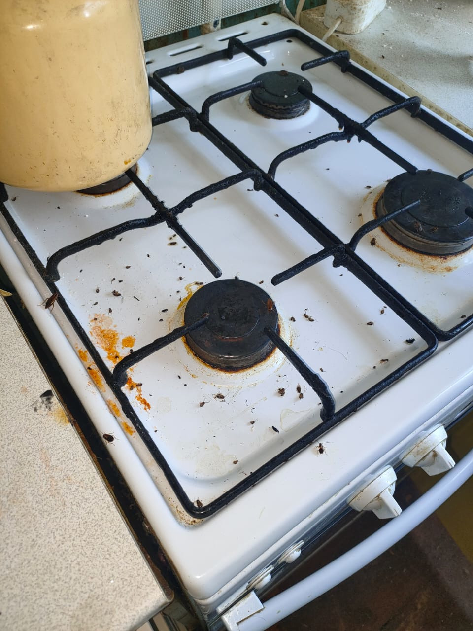 Уничтожение тараканов в Климовске эффективной отравой с обработкой квартир после травли