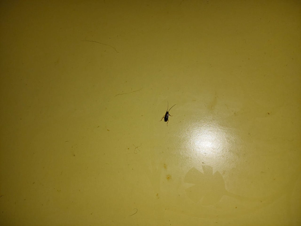 Уничтожение тараканов в Краснознаменске надежной отравой с обработкой квартир после травли и фумигации