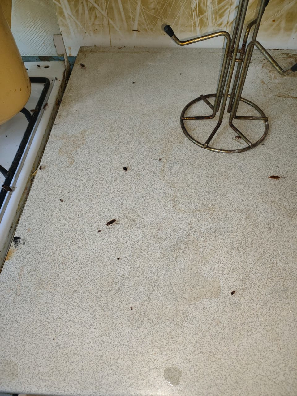 Уничтожение тараканов в г. Шаховская - травля и обработка от насекомых туманом