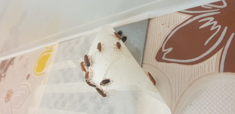Уничтожение тараканов в Бутово с обработкой квартир после травли по цене дезинсектора