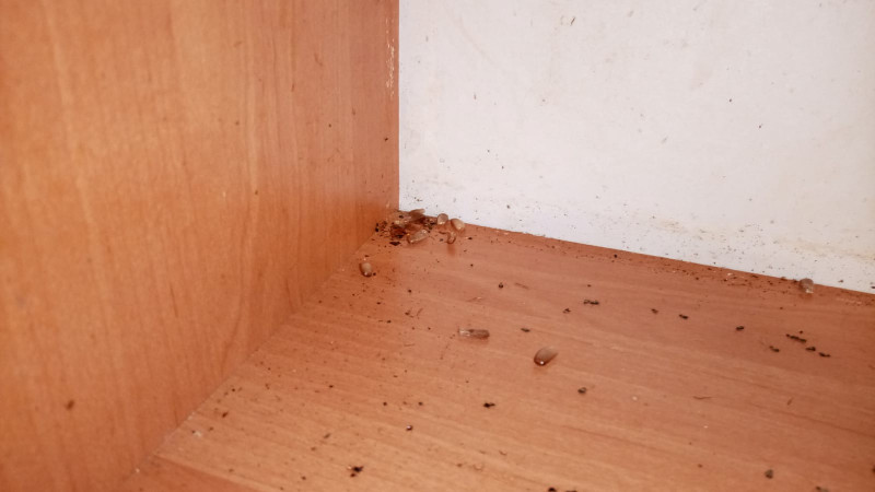 тараканы на кухне квартиры в Саратове перед обработкой