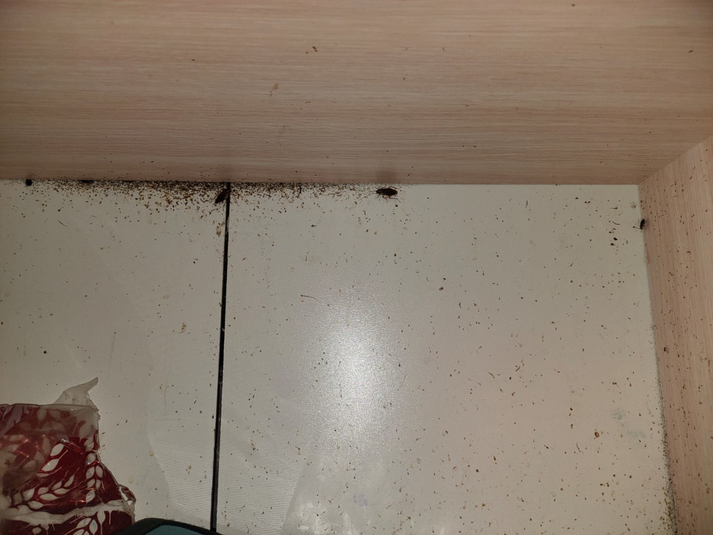 Уничтожение тараканов в Котельниках и обработка квартир после дезинфекции