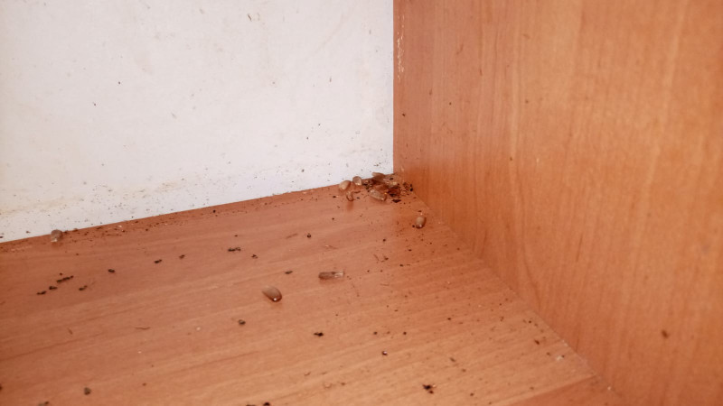 Уничтожение тараканов в Зеленограде и обработка квартир после дезинфекции и травли