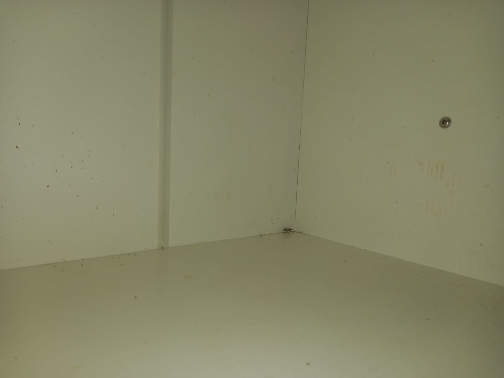 Обработка квартир от тараканов в Кашире и уничтожение насекомых после дезинфекции