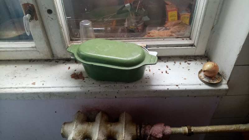 Уничтожение тараканов в Красноармейске и обработка квартир после дезинфекции отравой
