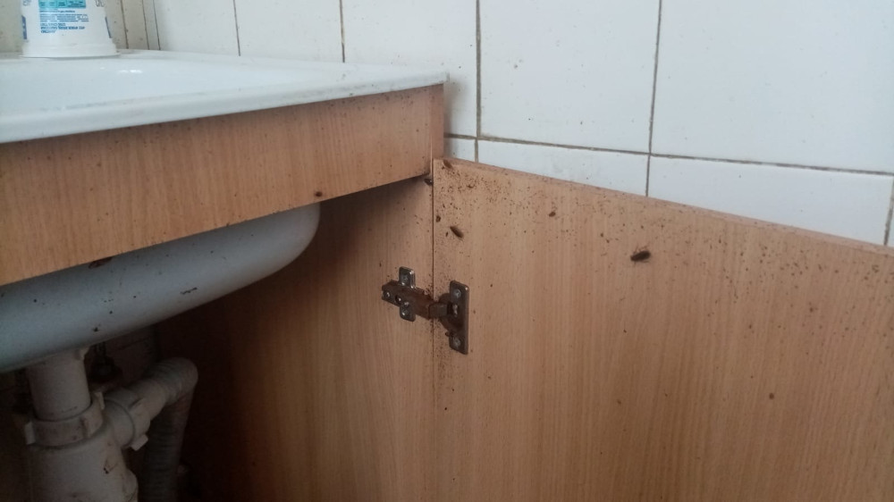 Уничтожение тараканов в Красноармейске и обработка квартир после дезинфекции отравой и травли