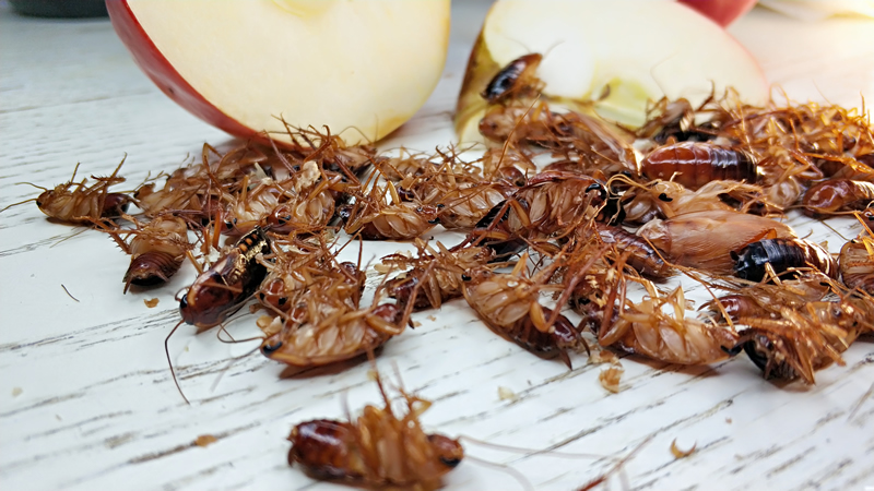 Уничтожение тараканов в Люберцах  - низкая цена на травлю насекомых!