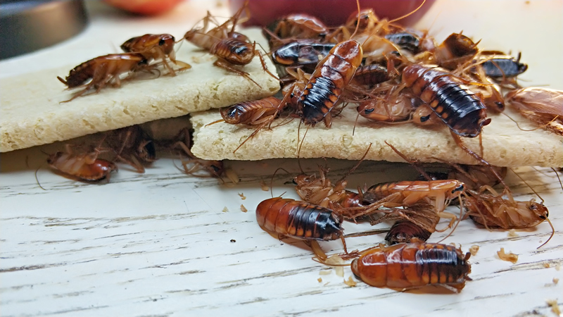 Уничтожение тараканов в Мытищах  - потравить таракана в квартире