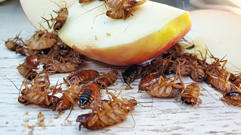 Уничтожение тараканов в квартире или частном доме Подольска по низкой цене