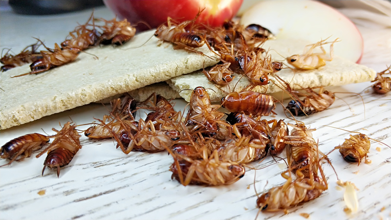 Уничтожение тараканов в Долгопрудном службой по дезинфекции Biotriks