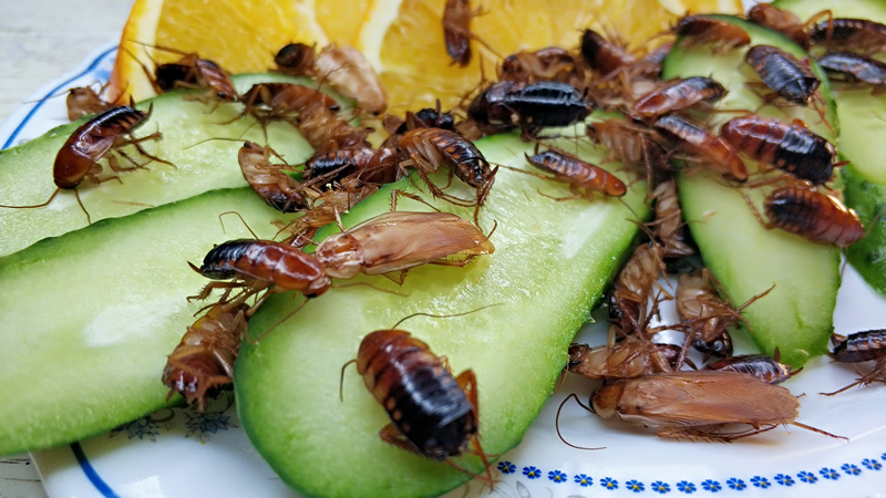 Уничтожение тараканов в Реутове по выгодной цене эффективными средствами