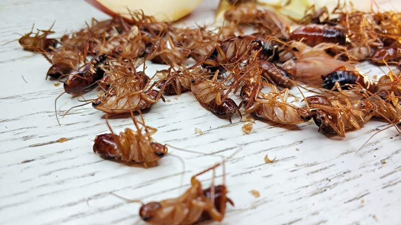 Тараканы прусаки в Одинцово