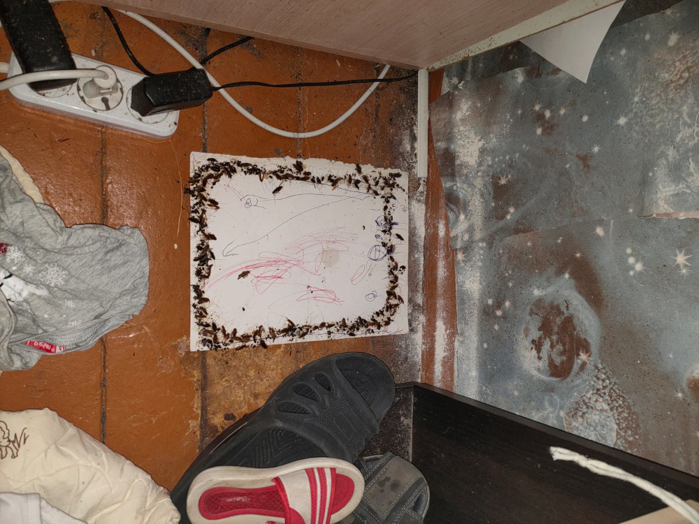 Уничтожение тараканов в Рузе надежной отравой с обработкой дома после травли